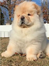 Well Socialized Male and Female Chow Chow Puppies