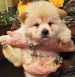 Beautiful Cream Male and Female Chow Chow Puppies