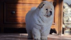 CKC Registered Male and Female Chow Chow Puppies