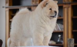 Adorable little cream chow chow puppies