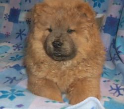 Healthy Male and Female Chow Chow Puppies