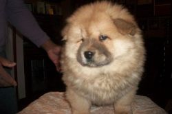 Very Playful Male and Female Chow Chow Puppies