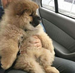Registered Female Chow Chow Puppy