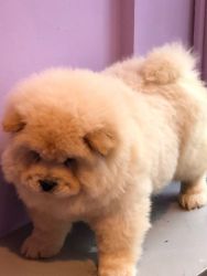 chow chow puppies ready for sale