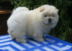 Lovely Chow Chow Puppies.
