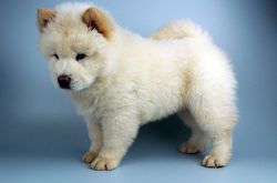 Affectionate Chow Chow Puppies for Sale.