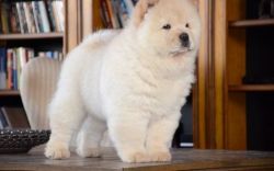 Champion bloodline Chow Chow Puppies