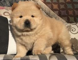 Bright colorful Chow Chow Puppies