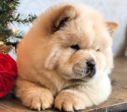 Top quality cream Cgow Chow Puppies For Sale