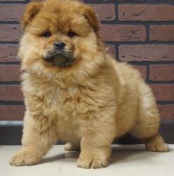 Top quality Chow Chow puppies available