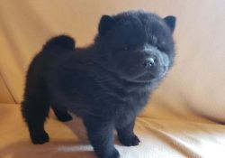 Top Home Trained Chow Chow Puppies