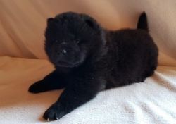 Beautiful black smooth coat female Chow Chow puppies