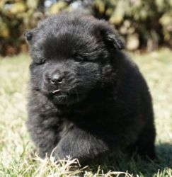 Available male and female Chow Chow Babies