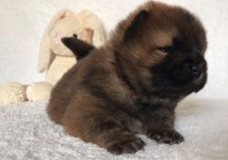 Beautiful Red Kc Registered Chow Chow Puppies