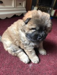 Registered Chow Chow Puppies