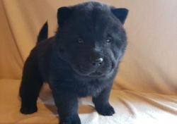 Beautiful Chow Chow Puppies male and female