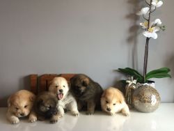 Lovely and adorable Chow chow puppies