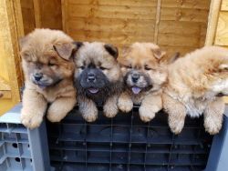 Spectacular AKC Chowchow puppies. Call or text us at +1 3xx xx4-5xx4