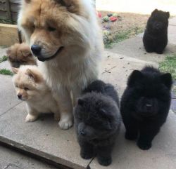 Lovely Akc Chowchow puppies. Contact us at +1 8xx xx8-2xx3