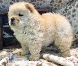 Lovely Chow Chow Puppies AKC reg