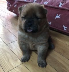 Beautiful Chow Chow puppies