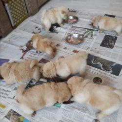 Spectacular AKC Chowchow puppies. Call or text us at +1 3xx xx7-6xx4