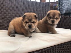 Spectacular AKC Chowchow puppies. Call or text us at +1 2xx xx9-6xx1