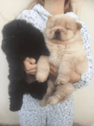 Chow Chow puppies ready to leave