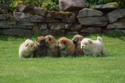 Stunning AKC Chowcho Puppies. Text us at xxx xxx-xxx1.