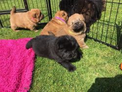 Quality Pure Bred Chow Puppies