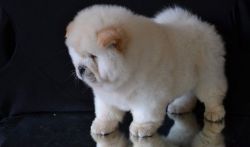 CKC registered Chow Chow puppies