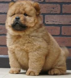 show quality Chow Chow puppies