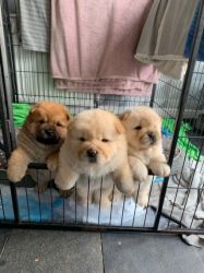 stunning chow chow puppies for sale