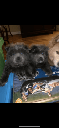 Blue chow chow puppies