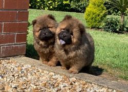 ***quality Rough Coat Chow Chow Puppies***