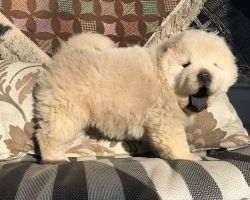 Gorgeous Chow Chow puppies for sale