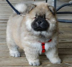 Cute Home Raised Chow Chow Puppies