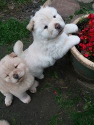 Chow Chow puppies!