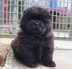 Gorgeous chow chow pup ready for adoption