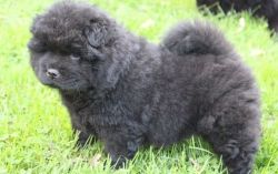 Butter Babies Akc Male& female Chow Chow Puppies For Sale.