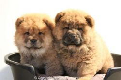 Amazing Chow Chow puppies ready