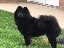 Chow Chow needs new home