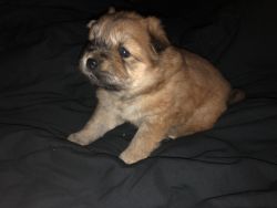 Purebred ckc chow chow puppies