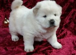 AKC Chow Chow puppies for sale