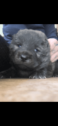 Chow chow puppy 850$ cash only