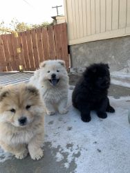 Puppies Chow chows