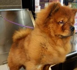Two year old Boy red chow
