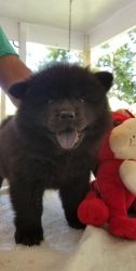 Home raised Chow Chow puppies