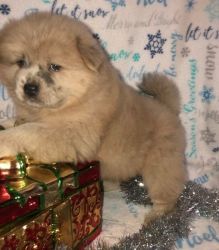 Charming Chow Chow puppies