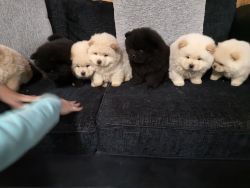 Ready Now AKc Registered Chow Chow Puppies